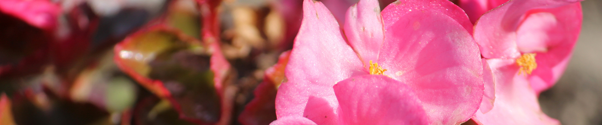 Image11